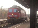 232 228-7 am 11.11.08 ...  Maiko Herzog 11.11.2008