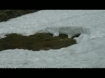 Graubnden 2010 - Schnee im Juni ist am Berninapass nichts ungewhnliches.

Mit dem ersten Berninaexpress des Tages aus Tirano sind die beiden ABeh am Lago Bianco unterwegs und werden in Krze die Wasserscheide adriatisches- / Schwarzes Meer passieren. 