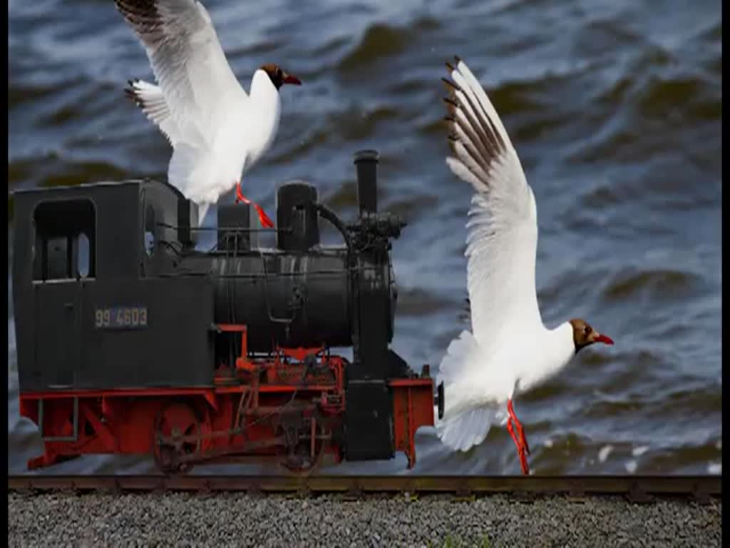 Ein-& Ausfahrt des Rasenden Rolands auf dem Bahnhof Ghren, zwischendurch wird Wasser genommen, Asche gezogen und umgelaufen. Dann geht die Fahrt nach Sellin Ost, dort kreuzt der Rasende Roland, um anschliessend nach Lauterbach Mole weiterzufahren. - 09.07.2013