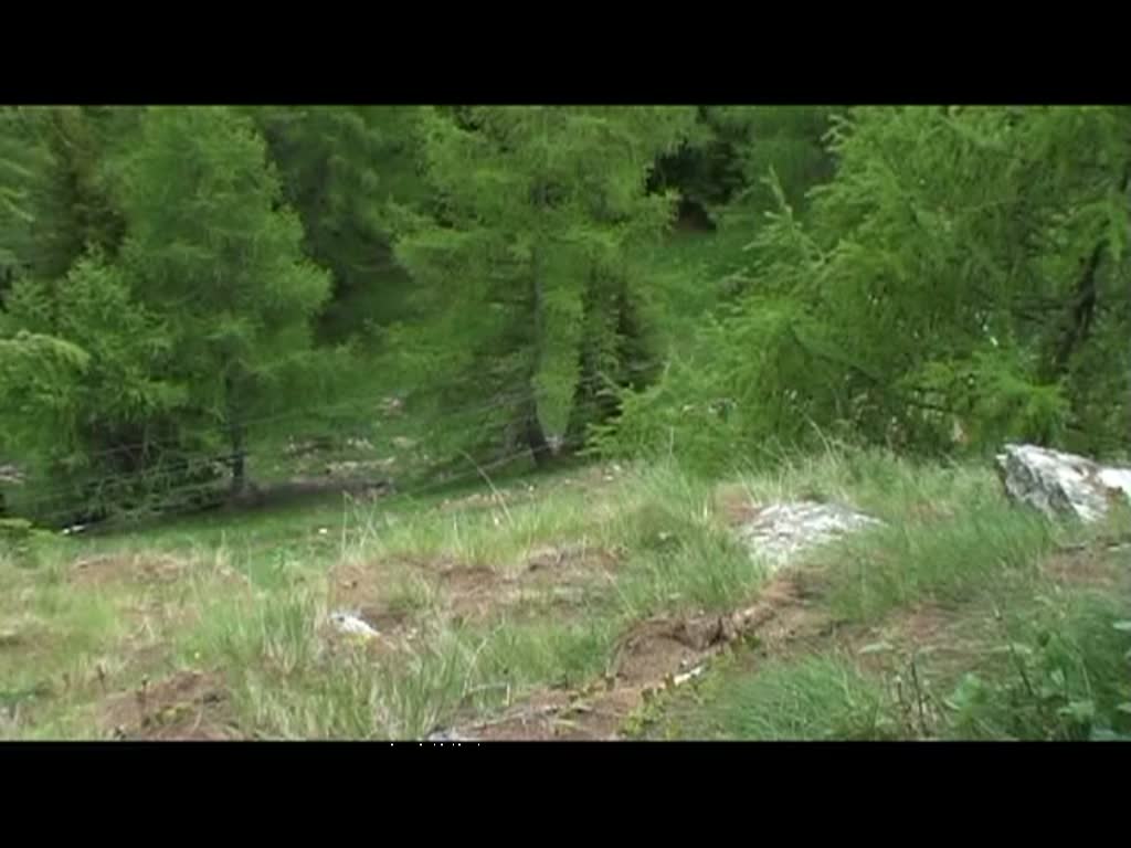 Graubnden 2010 - In engen Kurven schlngelt sich nun die Berninabahn von Alp Grm nach Cavaglia. Hier treffen wir noch einmal auf den ABeh 4/4 Nr. 45. (12.06.2010)