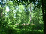 Ein ICE3 mitten im Wald bei Rastatt ...