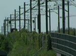 5 mal SJ/DSB resundstg und einmal SJ X2000 berkehren die Kalvebod Brcke an die Strecke zwischen Schweden (Malm) und Dnemark (Kopenhagen), am 15. Mai 2009.