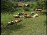 Berner Oberland 2004 (VHS-Archiv) - Whrend sich die Khe bei Wilderswil am 28.05.2004 sonnen, ist auf der Schynige Platte ein Bauzug ins Tal unterwegs. Dieser wird von Lok 18  Krokus  gezogen.