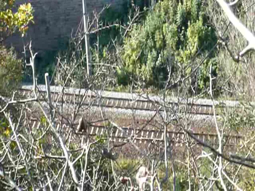 Wie eine lange, grne Schlange schlngelt sich ein Hangartner-Containerzug mit BR 155 an der Saalfelder Bohlenwand vorbei. In Saalfeld (Saale) wird der Zug eine Pause machen. (20.10.2009)